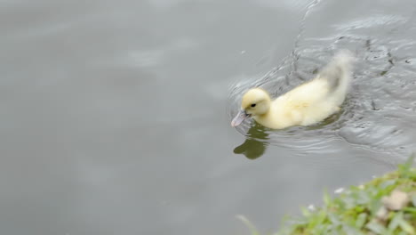 cute babe yellow duckling swimming shaking the tail on a lake in slow motion 120 fps 4k