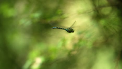 dragonfly in flight amidst foliage