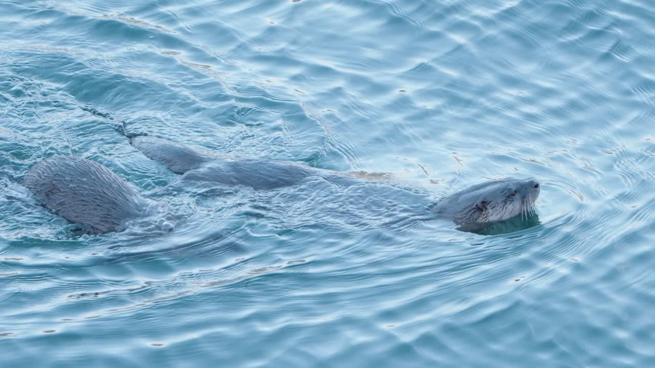 Pair Of River Otters Swimming In The Ocean In Vancouver Island, Canada. - closeup shot