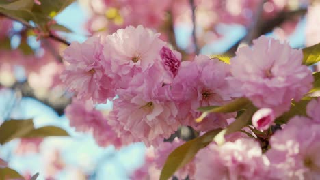 faszinierende aufnahme, die die zarten rosa kirschblüten in voller blüte zeigt, wobei das sonnenlicht durch die weichen blütenblätter inmitten der lebendigen grünen blätter filtert