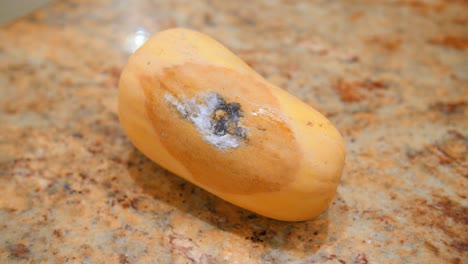 close up view of a rotten butternut squash on the table with the nasty side visible on the table in the kitchen