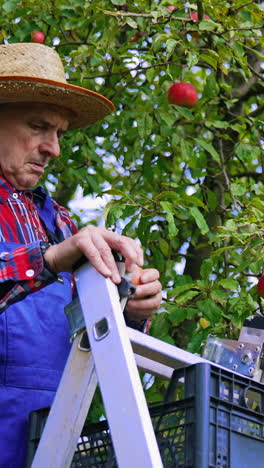 apple crop. mature farmer picking apples in an orchard. man gathering fresh organic fruits from the tree in autumn time.. vertical video