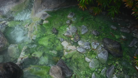 hot spring in a lush forest