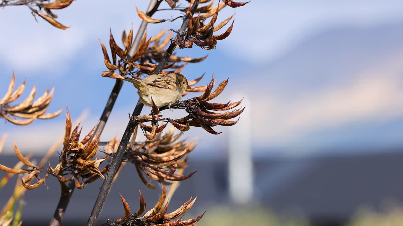 A sparrow rests on a branch against a mountainous backdrop under soft daylight, capturing a serene natural moment
