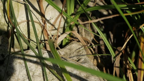 Slow-motion-shot-of-Green-water-frog-jumping-in-pond-for-hunting-during-sun-is-shining