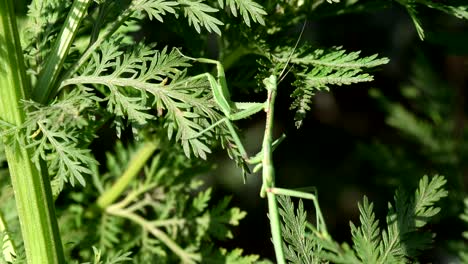 Medium-close-shot-of-a-Praying-Mantis-camouflaged-among-the-vegetation