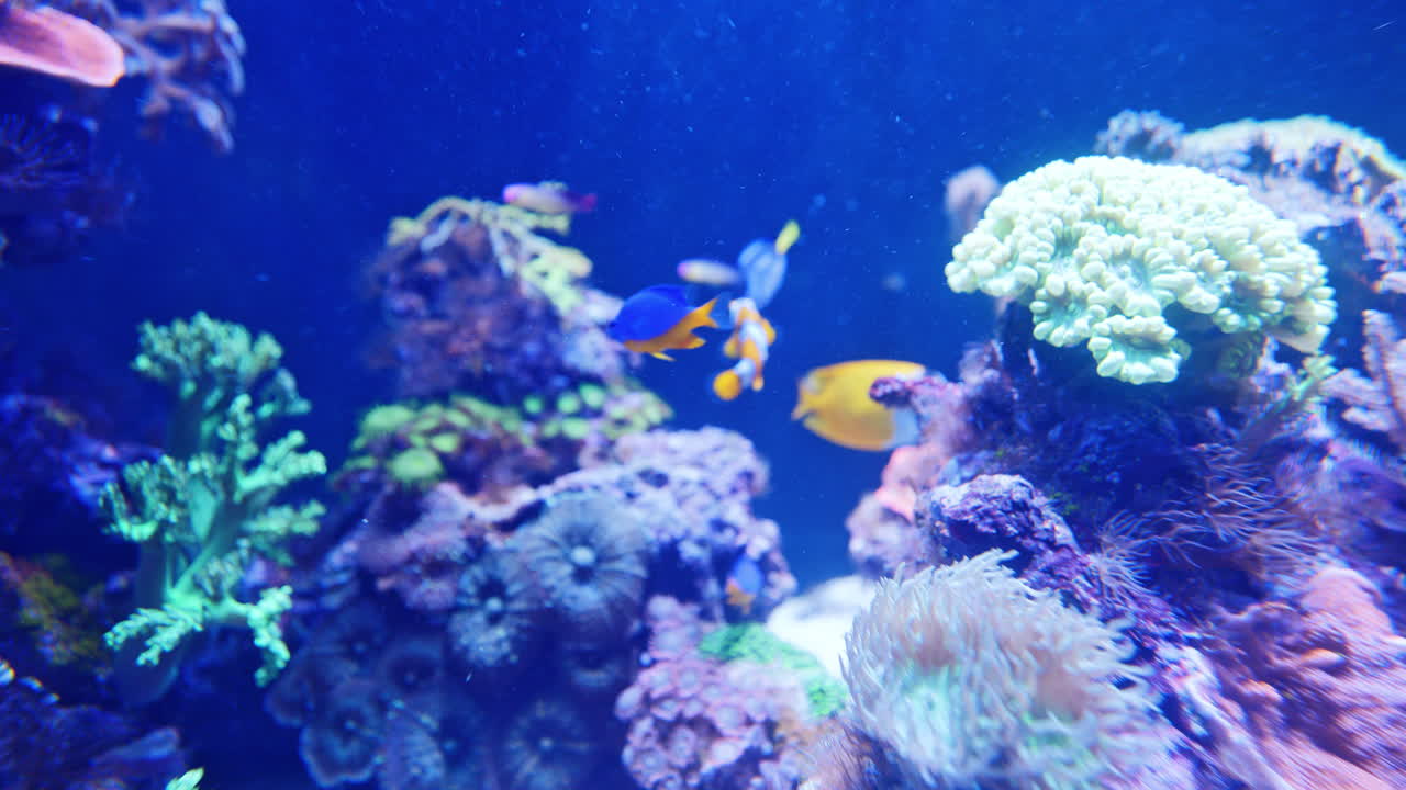 수족관에서 열대어