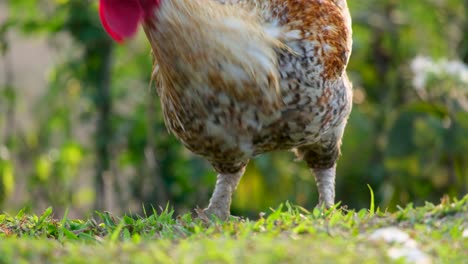 un gran gallo adulto pastando en un parche de hierba verde