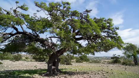 Argan Tree 03