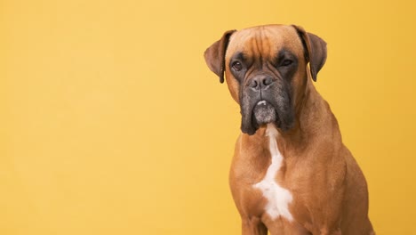 cute boxer dog looking to the camera while standing over a yellow background