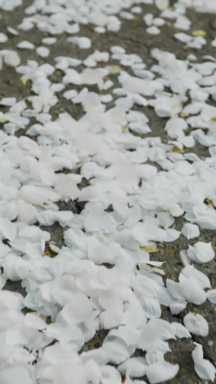 White Flower Petals on the Ground