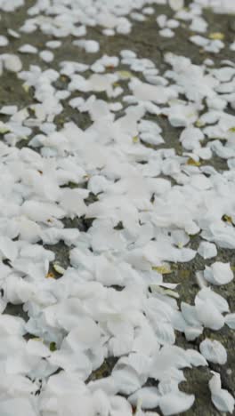 white flower petals on the ground