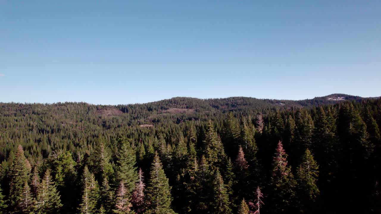 Forest Treetops at Golden Hour