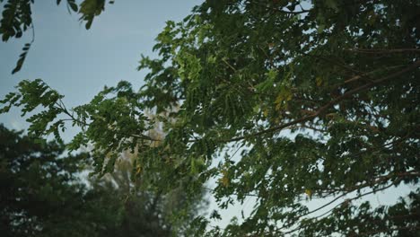 Tree-leaves-riding-with-wind