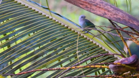 Pequeña-Tangara-Joven-De-Color-Gris-Azulado-Sentada-En-Una-Planta-Y-Mirando-A-Su-Alrededor