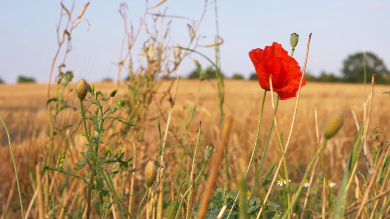 Solitary poppy growing wild in golden wheat field close up panning shot