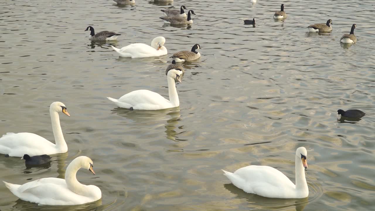 chew valley, somerset, reino unido, 30 de diciembre de 2019: diferentes variedades de aves acuáticas nadando en el embalse del chew valley