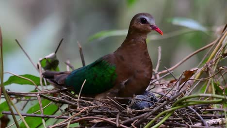 La-Paloma-Esmeralda-Común-Es-Común-En-Los-Países-Asiáticos-Y-Es-Famosa-Por-Sus-Hermosas-Plumas-De-Color-Esmeralda