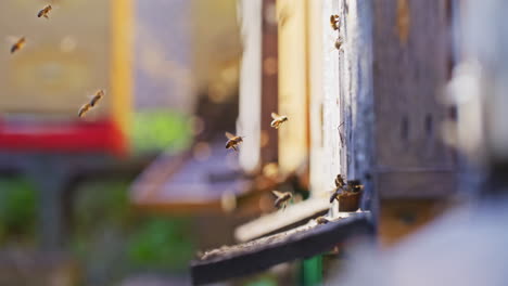 Bees-Flying-into-Hive-in-Apiary