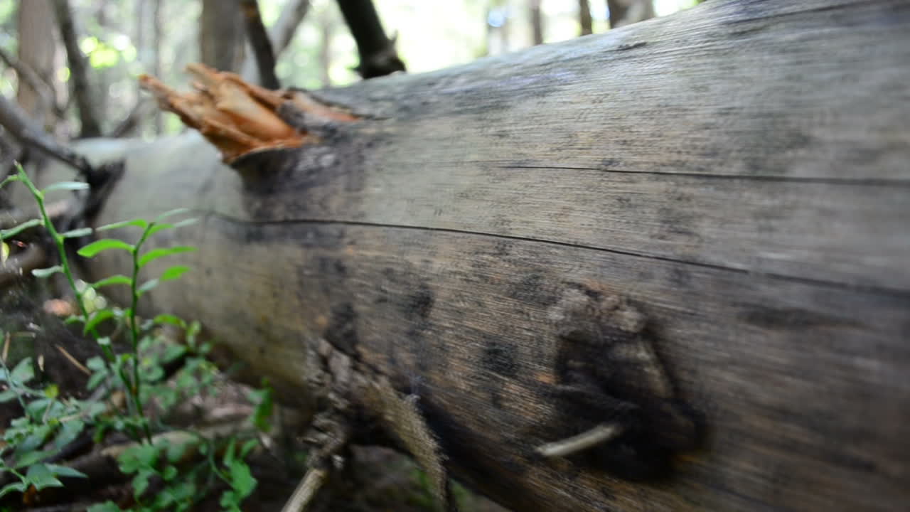 Trunk without bark. Pine trunk