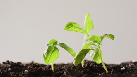 video of green seedlings growing in dark soil, on grey background with copy space