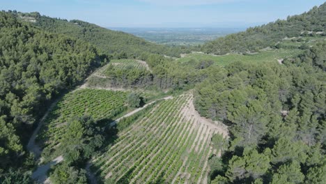 Disparo-Aéreo-De-Un-Dron-Sobrevolando-Viñedos-Vaucluse-Provenza-Sur-De-Francia