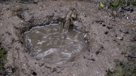 a mud skipper climbing out of a muddy puddle - close up