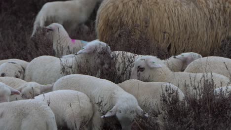 Lambs-on-the-heather,-close-up,-slowmotion-60fps