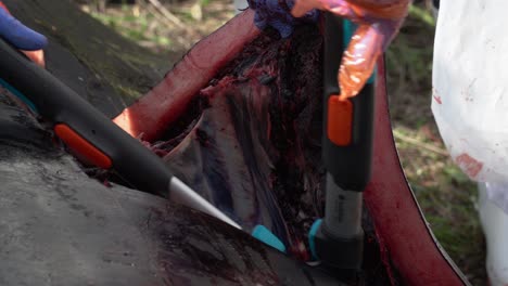 close-up of using bolt cutters during an autopsy of a washed up whale carcass