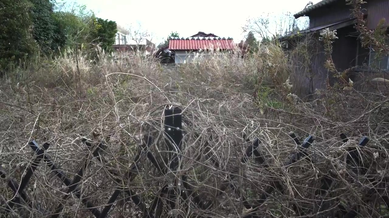 Recinzione invasa dalla vegetazione e case abbandonate riconquistate dalla natura a Fukushima.