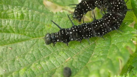 caterpillar crawling in semi-curve along bright leaf veins, steady motion