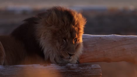 lion revealed from behind bush with slider side move slomo in sunrise