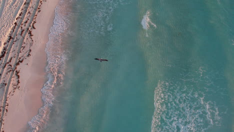 Aerial-Tracking-shot-of-a-pelican-bird-flying-over-rolling-waves-in-a-crystal-clear-blue-ocean-with-white-sands-in-Cancun,-Mexico