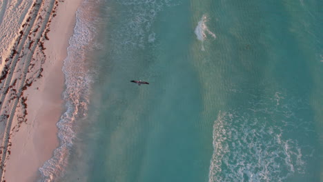 tomada aérea de un pájaro pelícano volando sobre las olas en un océano azul cristalino con arenas blancas en cancún, méxico