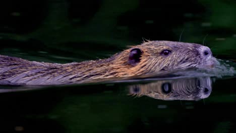 Extreme-Nahaufnahme-Eines-Nutrias,-Der-Auf-Einem-See-Schwimmt-Und-Das-Wasser-Seinen-Körper-Reflektiert