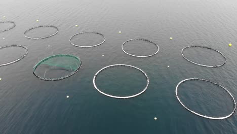 fish farm in norwegian fjord fenced with a round net in norway - aerial shot