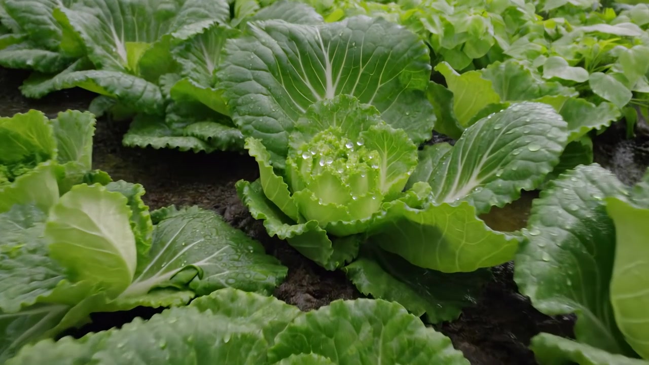 Low drifting view across wet cabbage bed in dark saturated soil, with interplanted seedlings, repeating rows, broad waxy leaves, fresh droplets, and soft overcast garden light, with cabbage, seedling