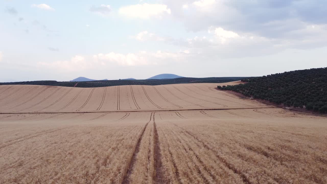 Aerial view of two friends enjoying nature while they walk through a wheat field together.