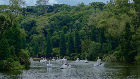 Botes-De-Pedal-De-Agua-De-Cisne-Blanco-En-El-Lago-Negro---Lago-Negro---Rodeado-Por-El-Bosque-En-Gramado,-Canela,-Rio-Grande-Do-Sul,-Brasil