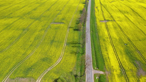 Drone-Hacia-Atrás-Sobre-Campos-De-Colza-En-Flor-Entre-Una-Estrecha-Carretera-Asfaltada-Local