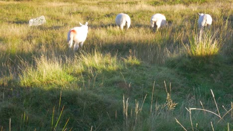 the flock of lamb feeding on the green pasture of wicklow mountains on a sunny day in ireland