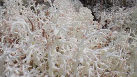 la tundra ártica, la hermosa naturaleza, el paisaje natural de noruega.