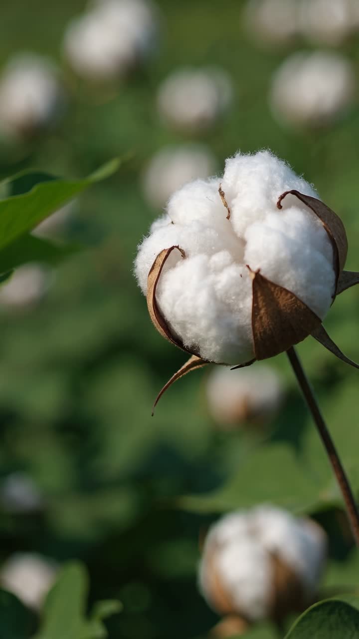 Primo piano di una capsula di cotone in un campo, ripresa a livello degli occhi. La messa a fuoco è nitida sul cotone.