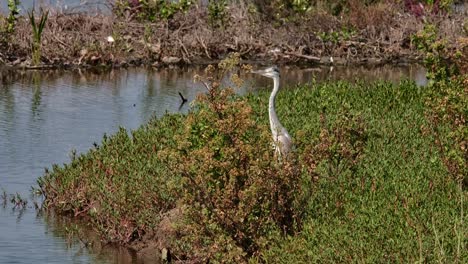 Nach-Links-Blickend,-Sein-Körper-Ragt-Aus-Dickem-Gras-In-Einem-Sumpf-Hervor,-Graureiher-Ardea-Cinerea,-Thailand