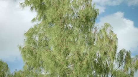 pine trees forest with the sky and scene motion of rotation