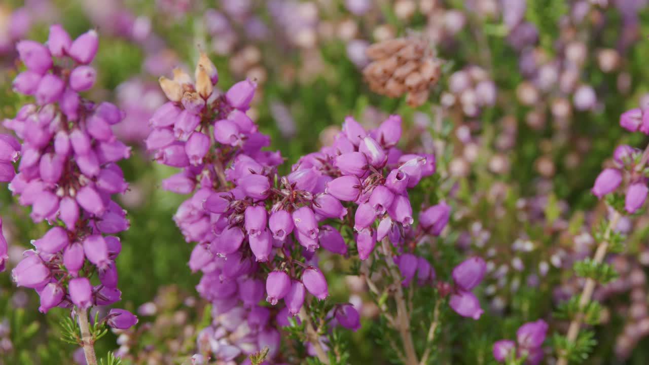 Close-up of vibrant purple wildflowers swaying in soft natural light with blurred green background