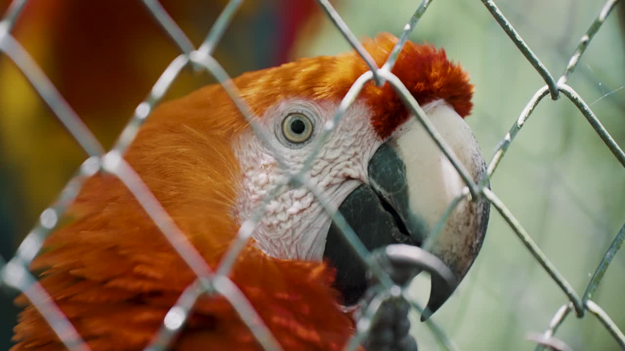 un primerísimo plano de un pájaro guacamayo escarlata cautivado detrás de una valla metálica