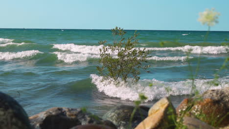 olas rompiendo contra un pequeño árbol que crece en el agua debido a mareas inusualmente altas
