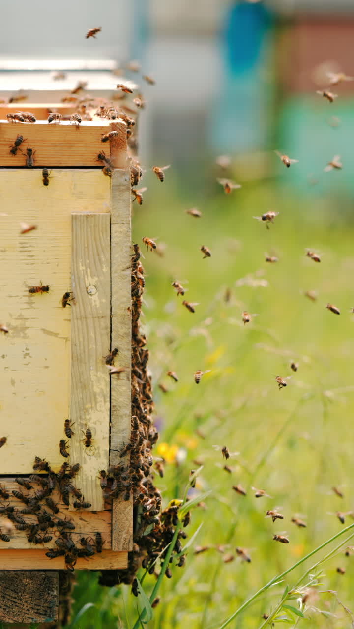 Worker bees stuck the bee hive exterior. More insects flying closer to their hive. Blurred backdrop. Vertical video
