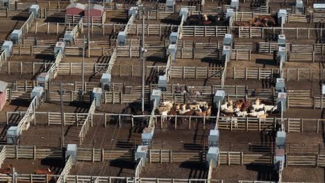 ranchers corral beef cattle in pens